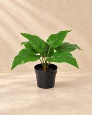 Kunstplant Philodendron Imperial Green (Philodendron 'Imperial Green') van 25 cm hoog in pot van 9 cm