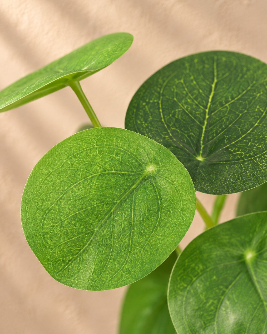 Närbild på bladen hos Konstväxt Pilea peperomioides
