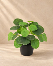 Kunstplant Pilea Peperomioides van 18 cm hoog in pot van 9 cm
