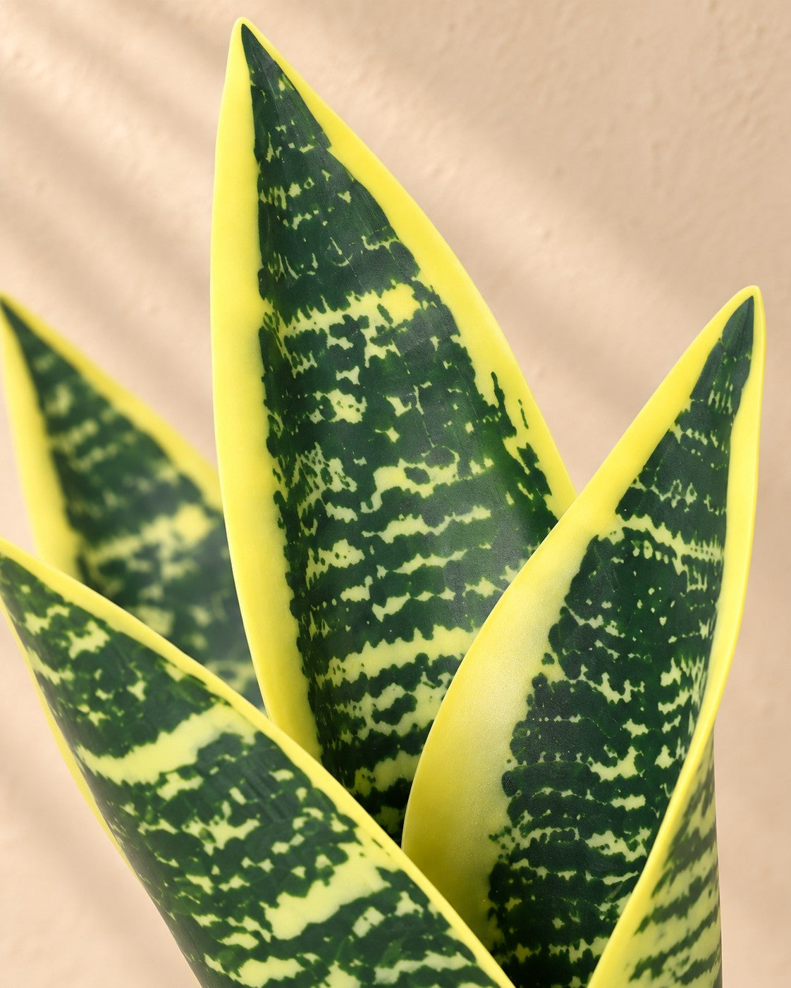 Zbliżenie liści Sztuczna roślina Sansevieria Laurentii (Sansevieria trifasciata 'Laurentii')