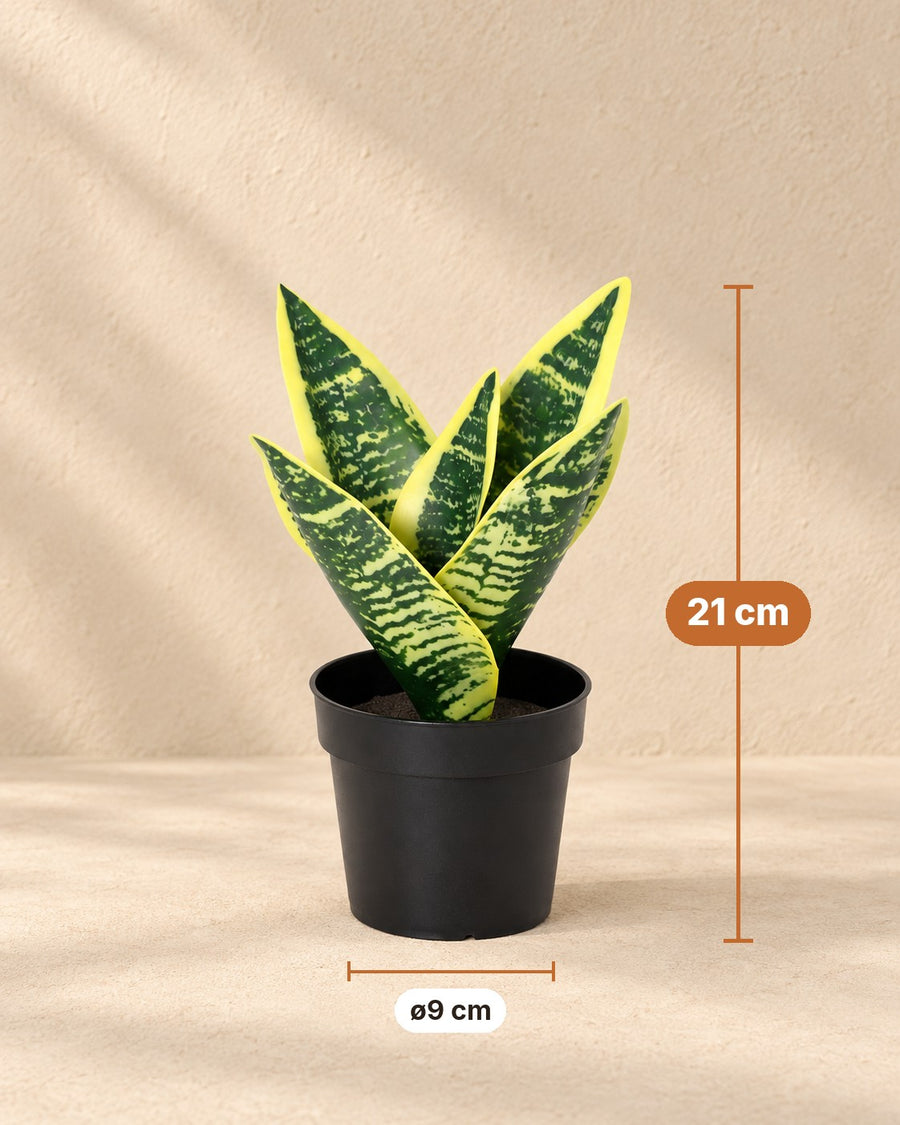 Kunstplant Sansevieria Laurentii 21cm - ø9