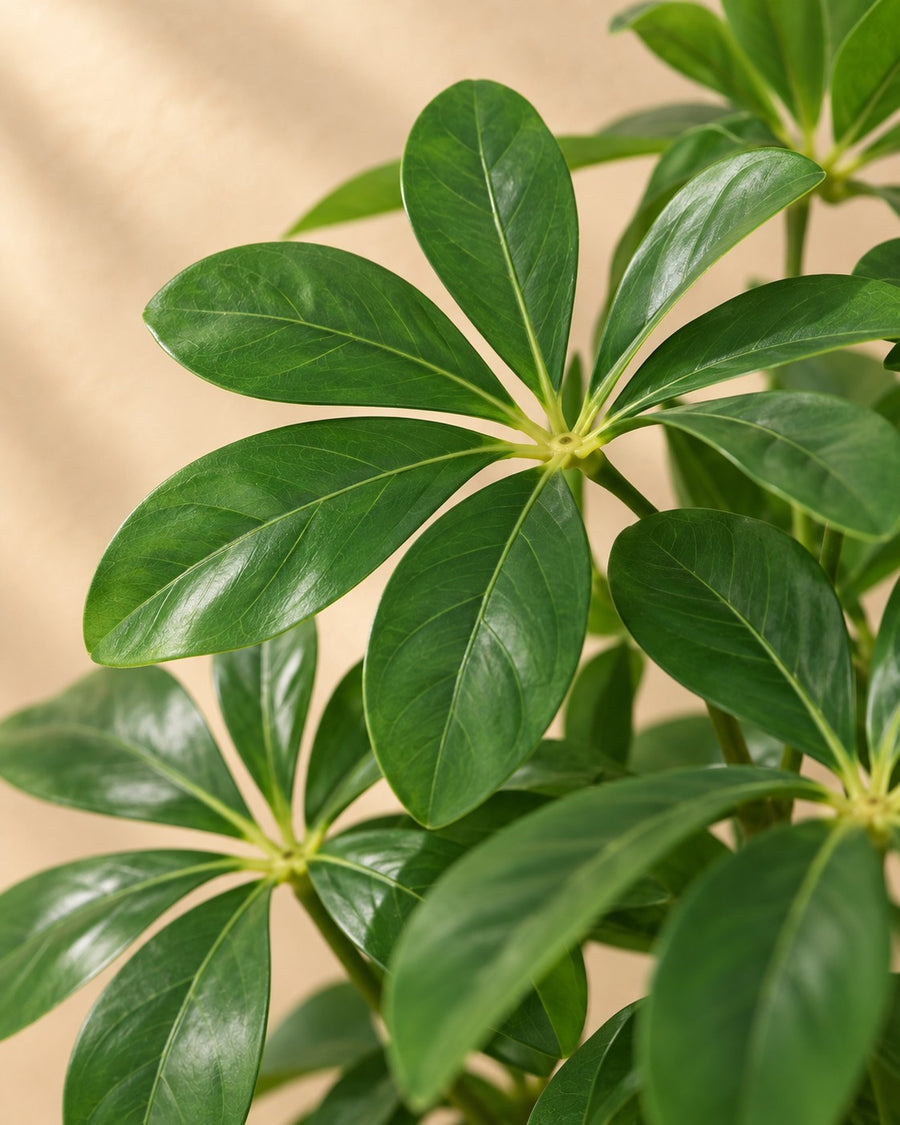 Kunstplant Schefflera Arboricola 120cm - ø18