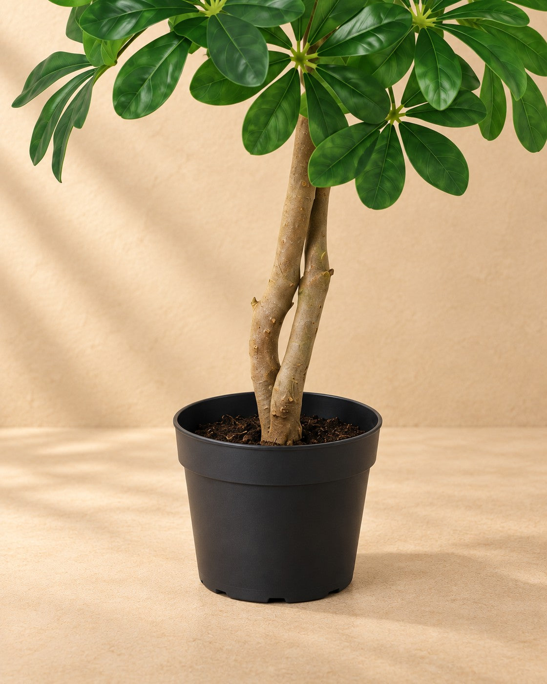 Onderste deel van de Kunstplant Schefflera Arboricola met de pot