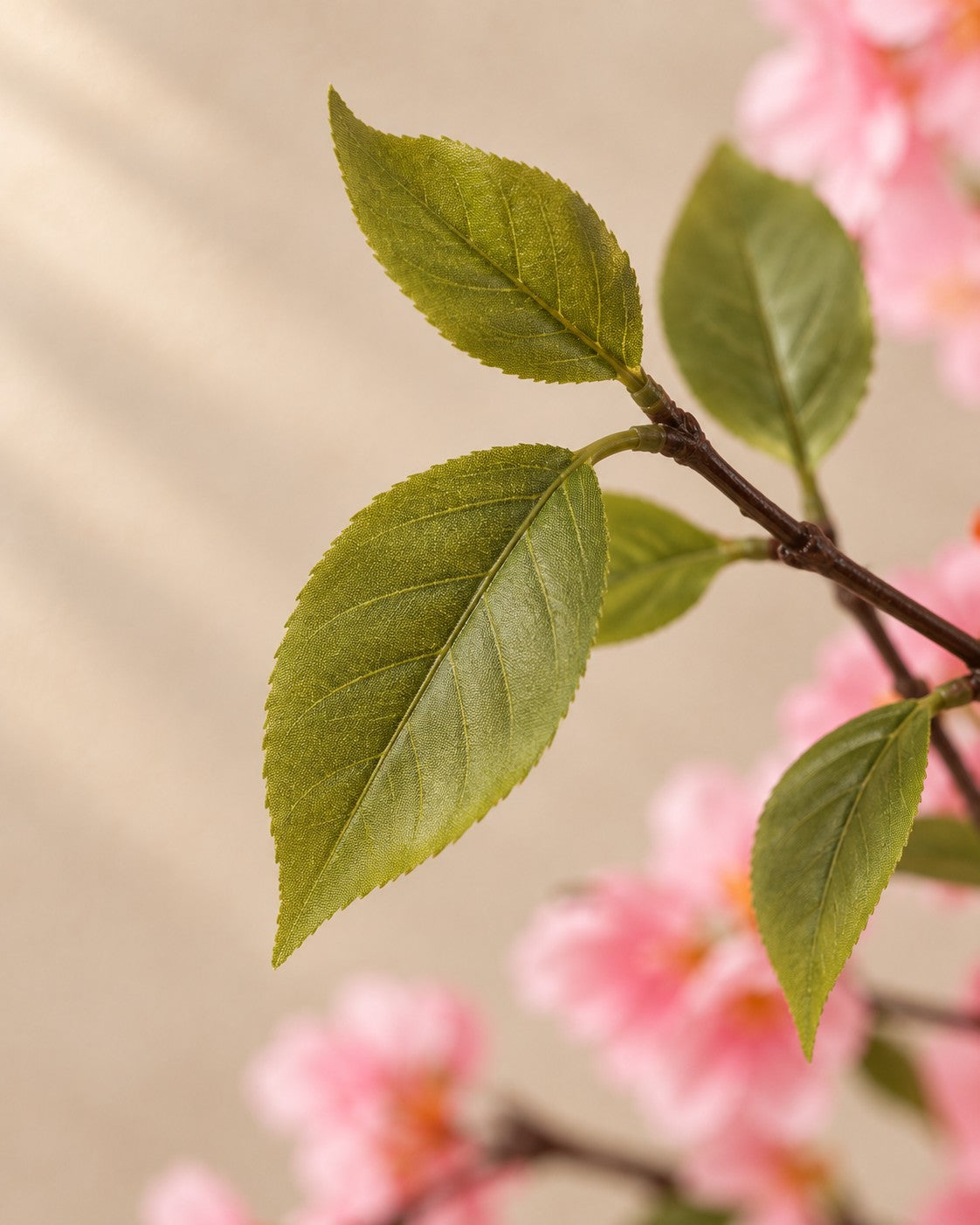 Close-up van het blad van de Kunstplant sierkers (Prunus sp.)