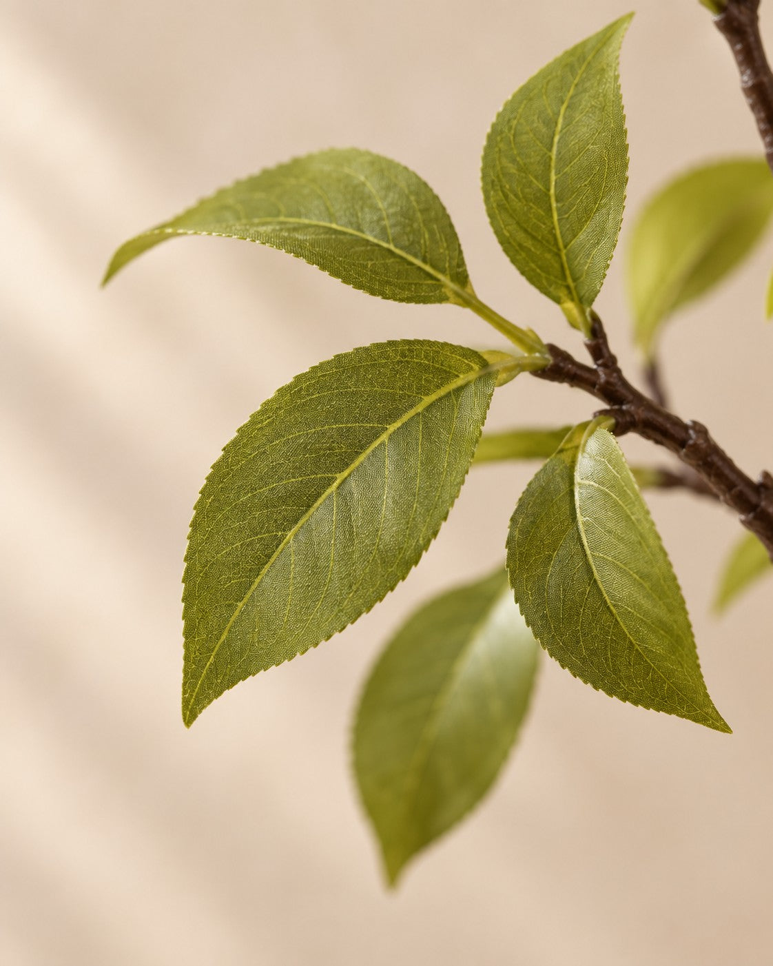 Close-up van het blad van de Kunstplant sierkers (Prunus sp.)