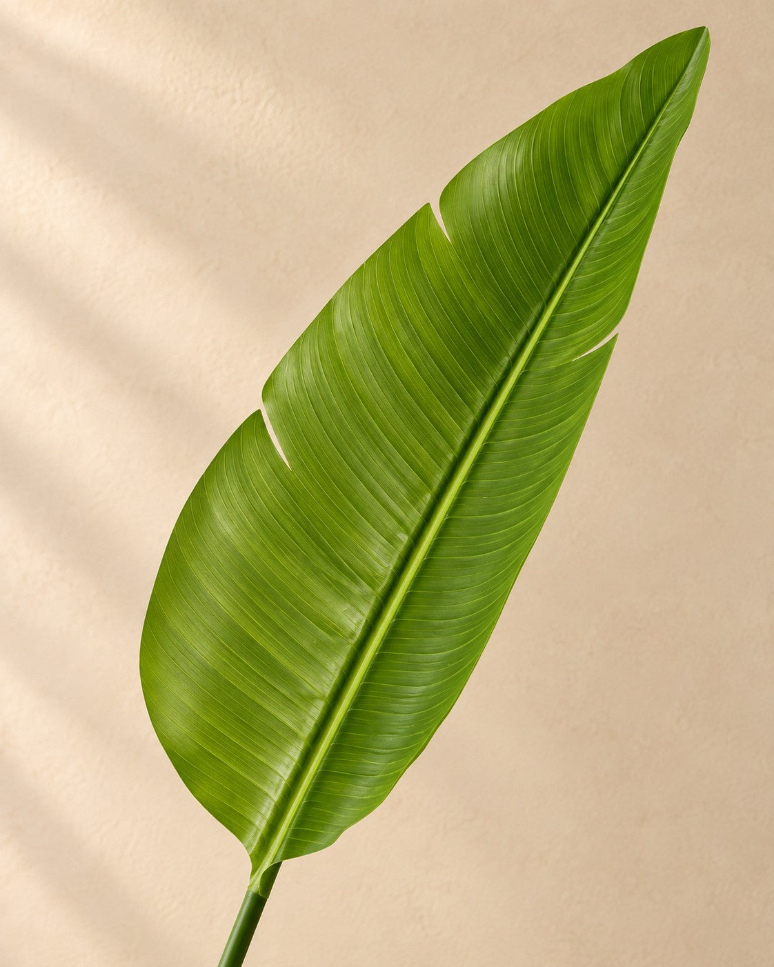 Gros plan sur les feuilles de Plante artificielle Strelitzia nicolai