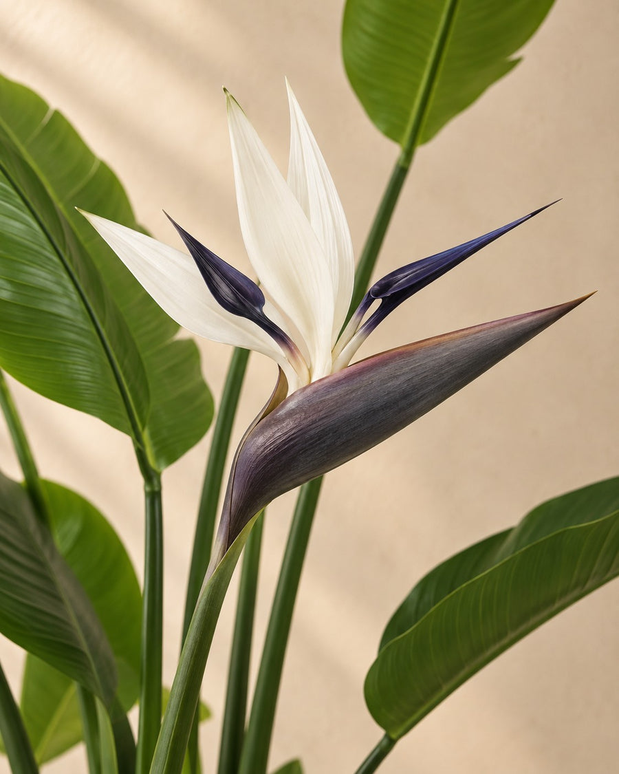 Plante artificielle Strelitzia nicolai (fleur d'oiseau de paradis), 150 cm de haut