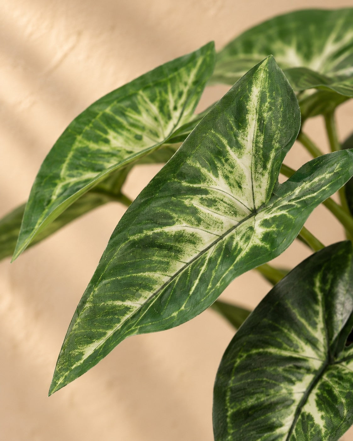 Zbliżenie liści Sztuczna roślina Syngonium (Syngonium podophyllum)