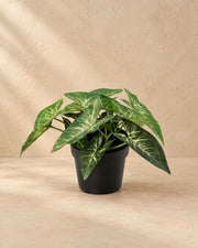 Kunstplant Syngonium (Syngonium podophyllum) van 14 cm hoog in pot van 9 cm