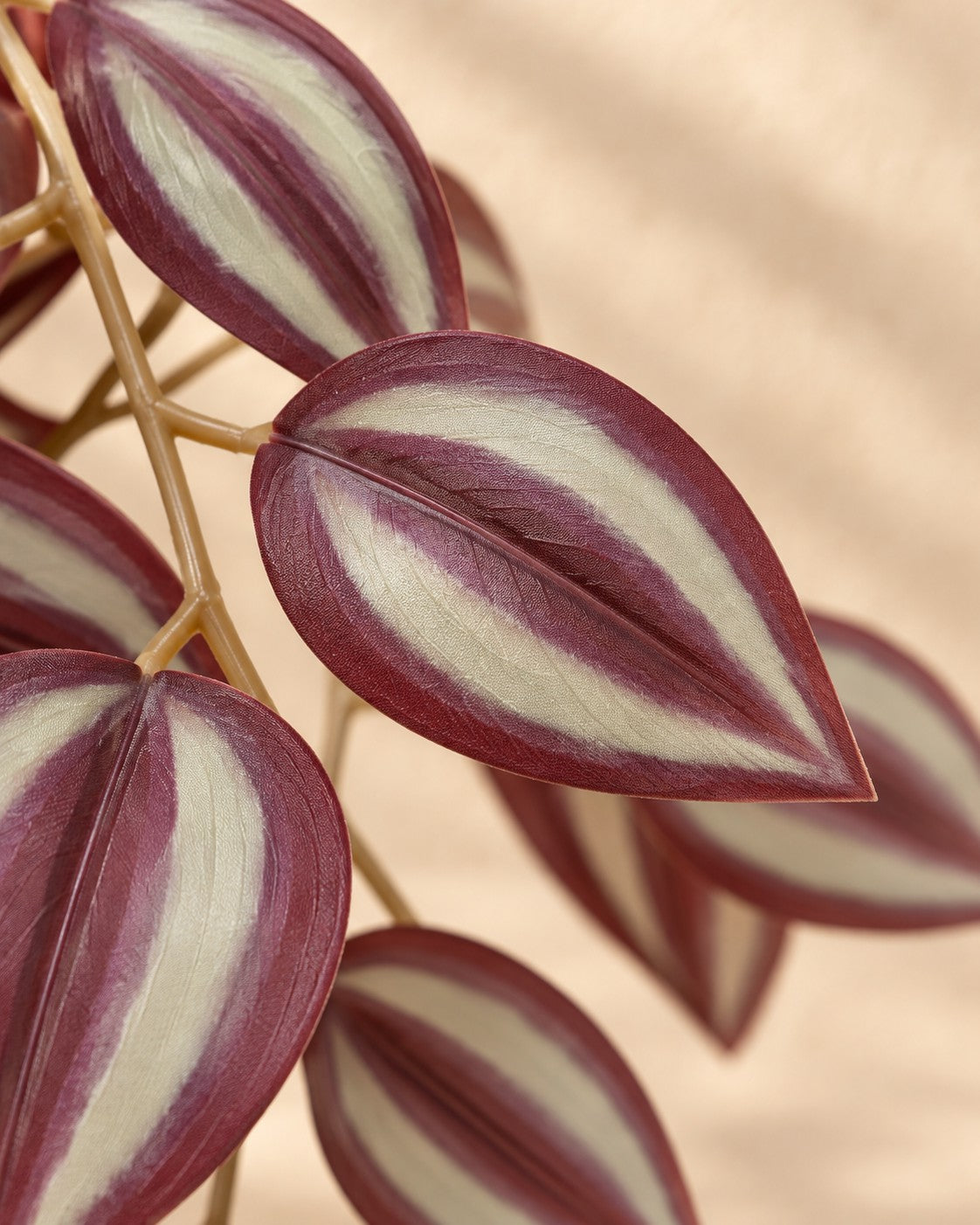 Nærbillede af bladene på Kunstig plante Tradescantia (Tradescantia sp.)