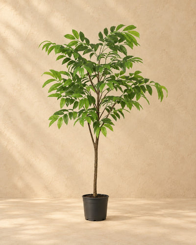 Kunstplant Tropische plant inclusief witte pot van 153 cm hoog in pot van 24 cm