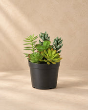 Kunstplant Vetplant inclusief witte pot van 19 cm hoog in pot van 13 cm