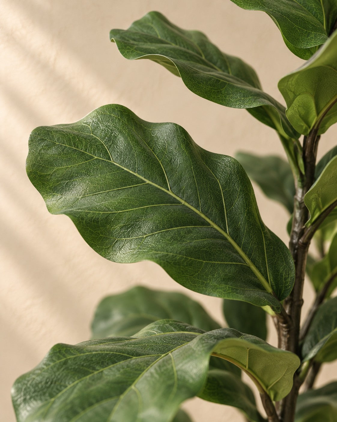 Close-up van het blad van de Kunstplant vioolbladplant (Ficus lyrata)