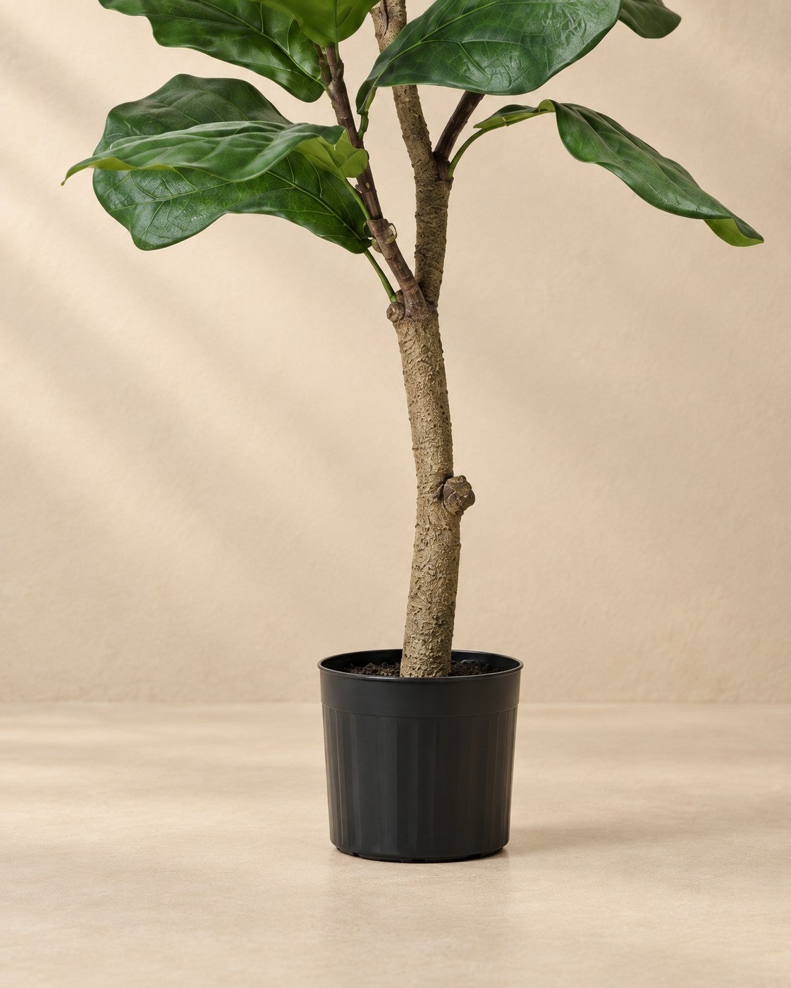 Onderste deel van de Kunstplant vioolbladplant (Ficus lyrata) met de pot