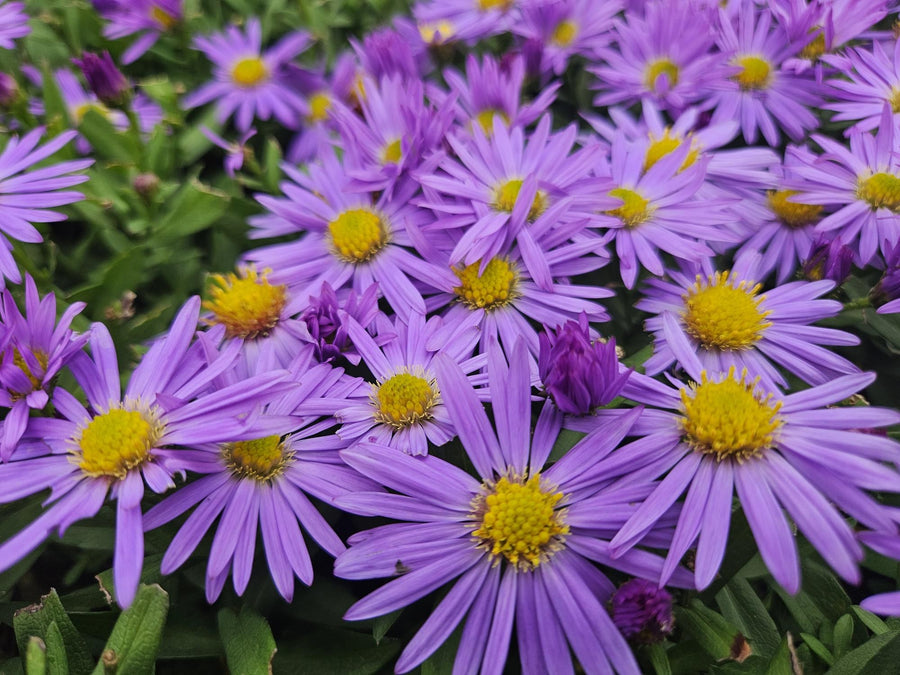 Áster enano 'Prof. Anton Kippenberg' (Aster dumosus)
