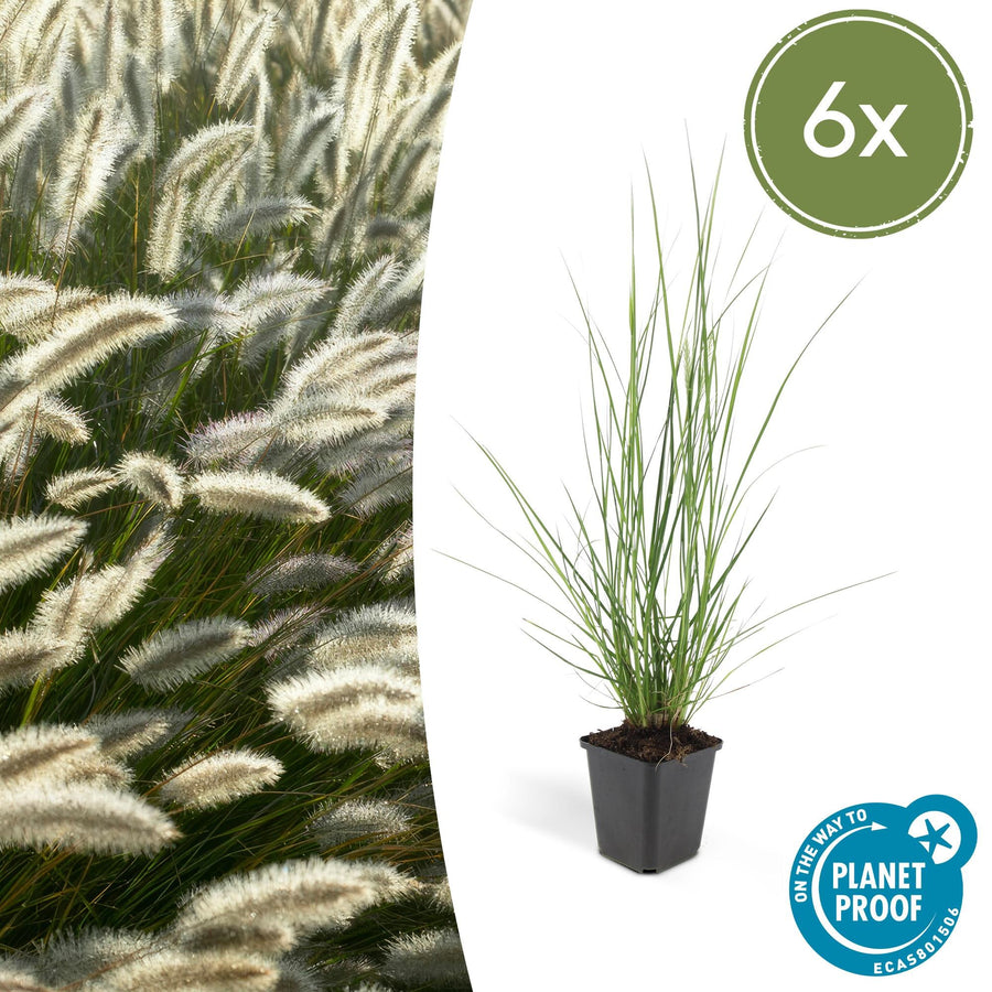 Lampepudsergræs 'Hameln' (Pennisetum alopecuroides)