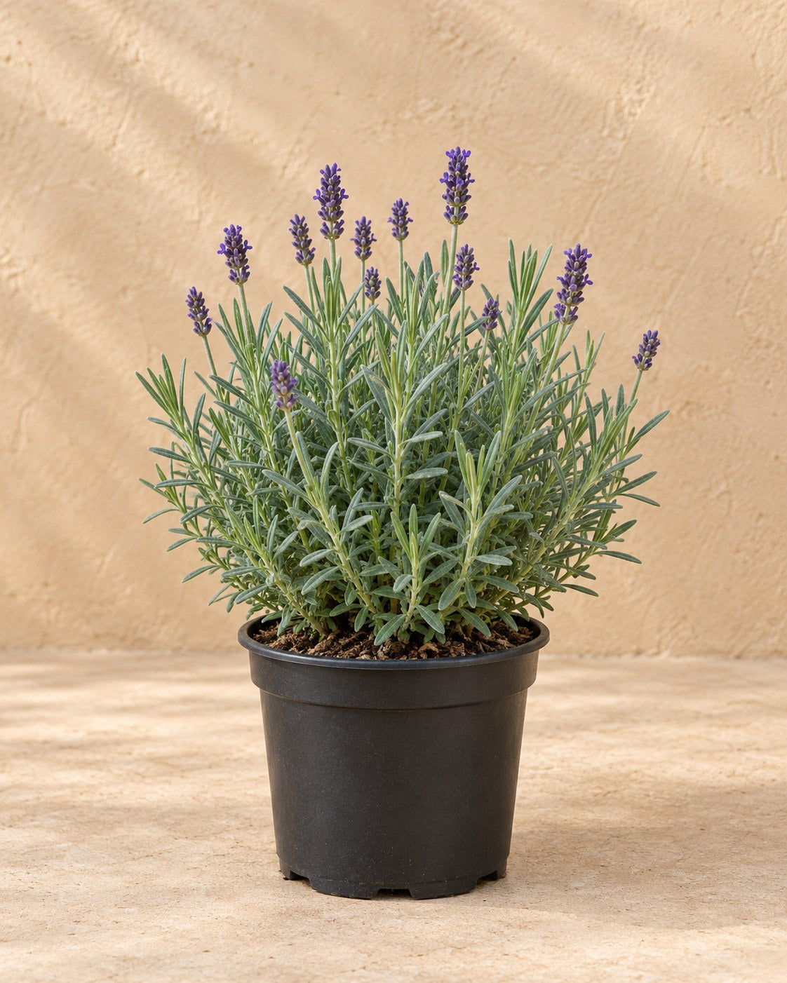 Lavande 'Hidcote' en pot de culture