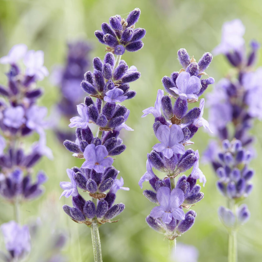 Lavendel 'Hidcote' (Lavandula angustifolia)