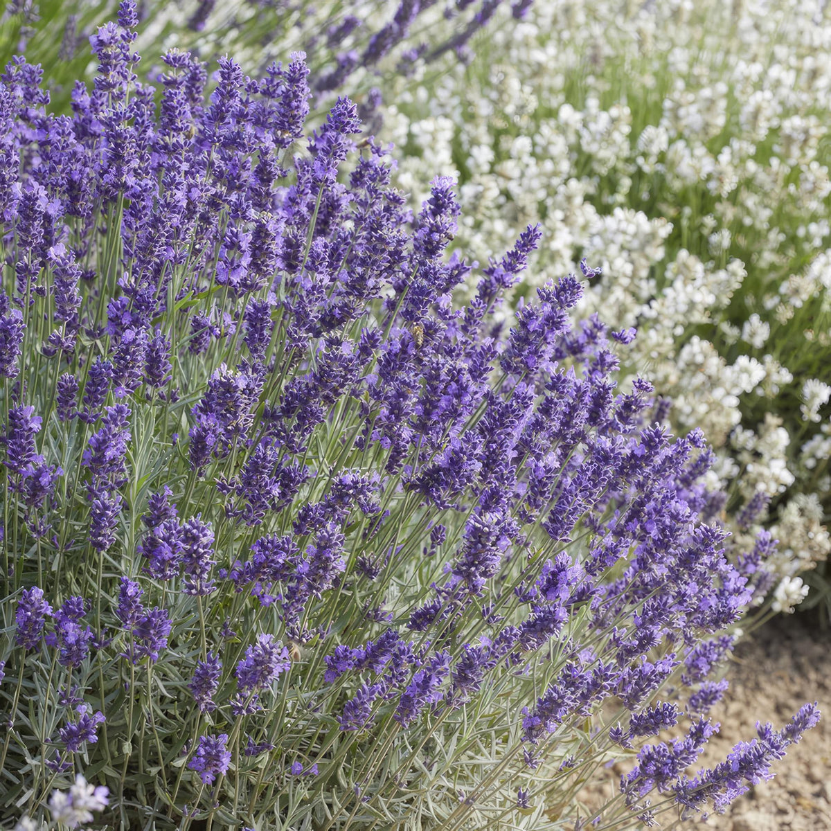 Lavendel 'Hidcote' in de tuin