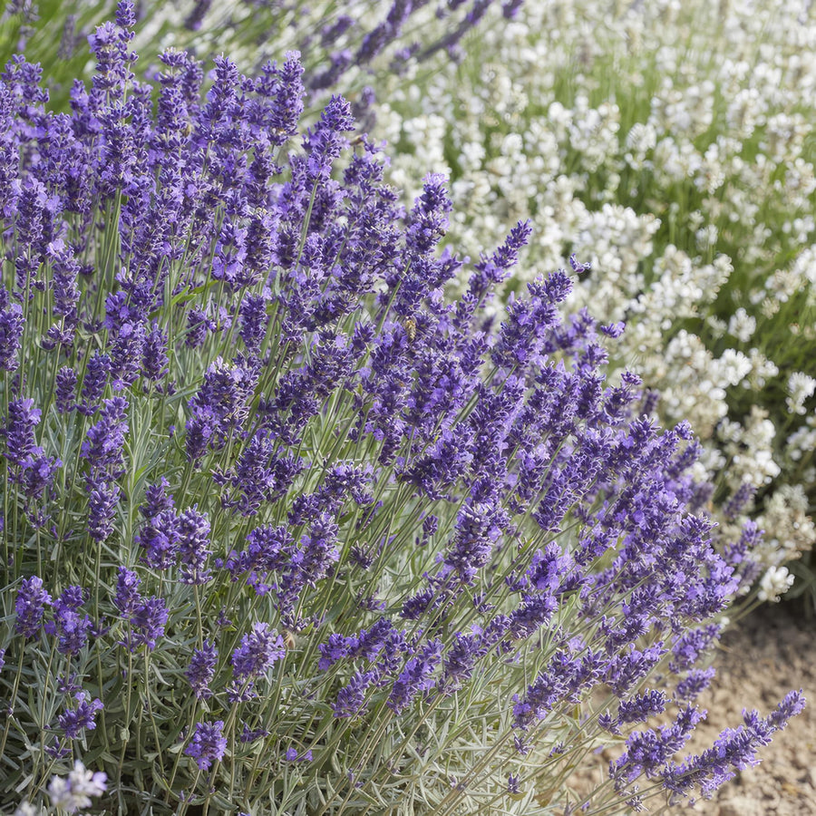 Lavanda 'Hidcote' (Lavandula angustifolia)