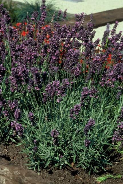 Lavanda 'Munstead' in giardino