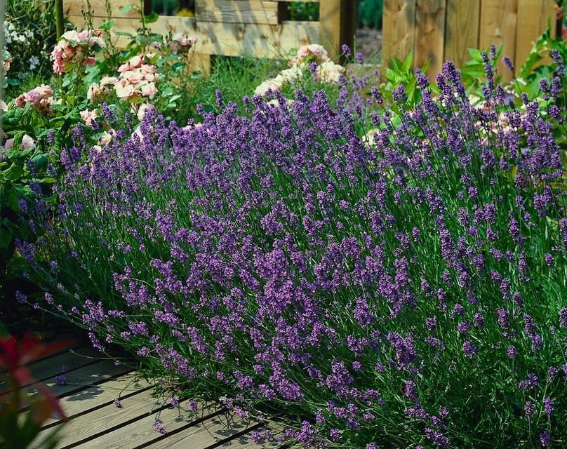 Lavanda 'Munstead' (Lavandula angustifolia)