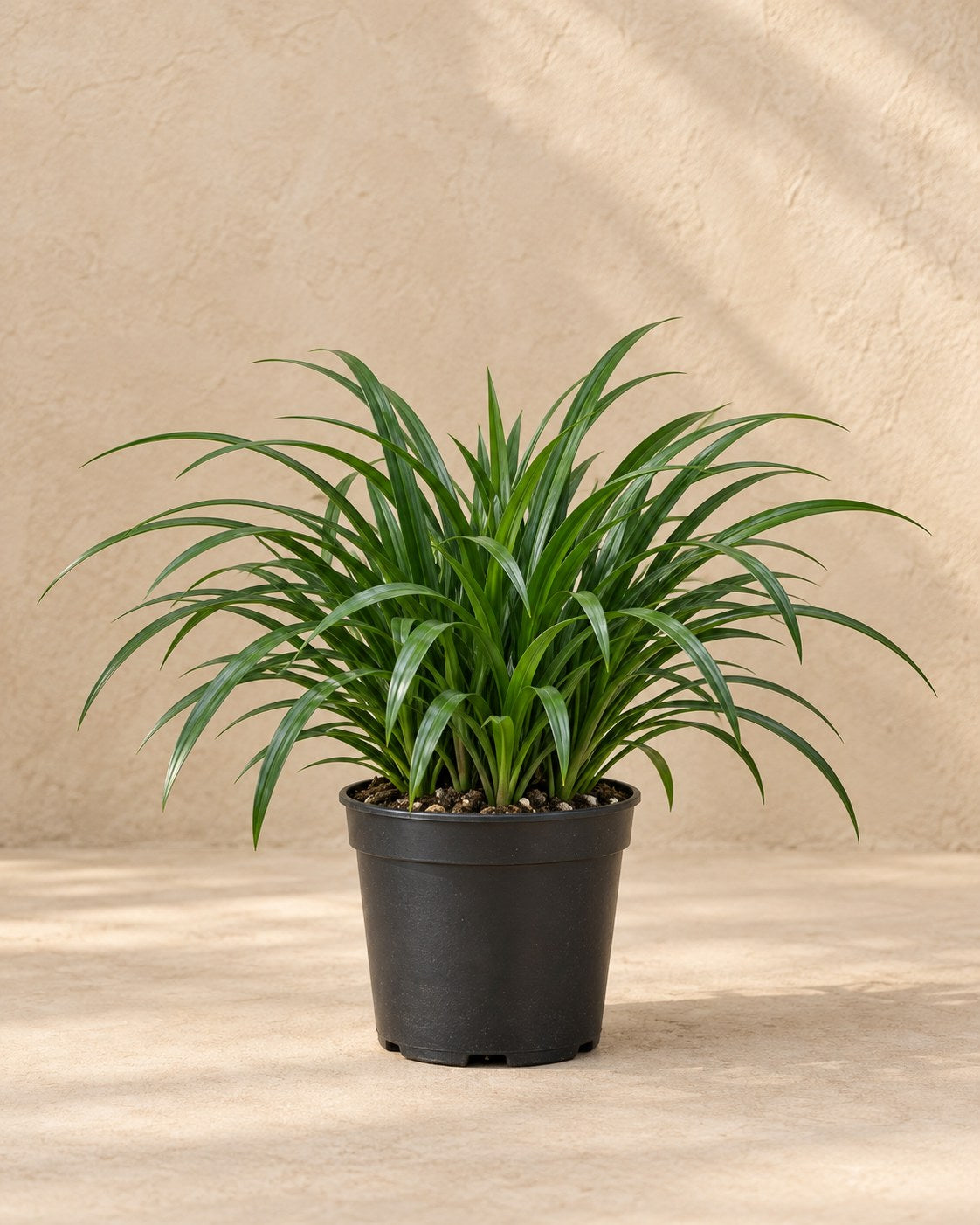 Liriope 'Big Blue' en pot de culture