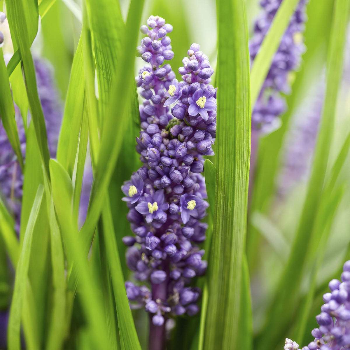 Leliegras 'Big Blue' in de tuin