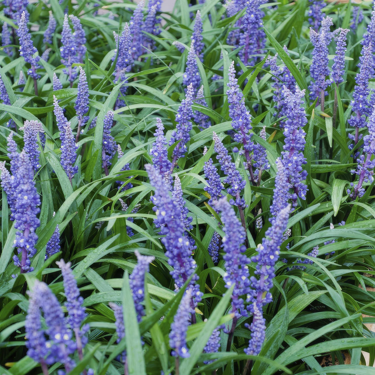 Leliegras 'Big Blue' in de tuin