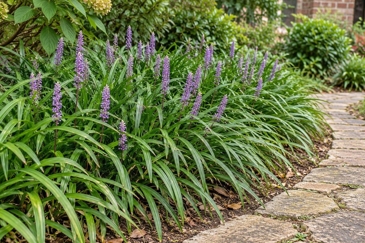 Liriope 'Ingwersen' planté au jardin