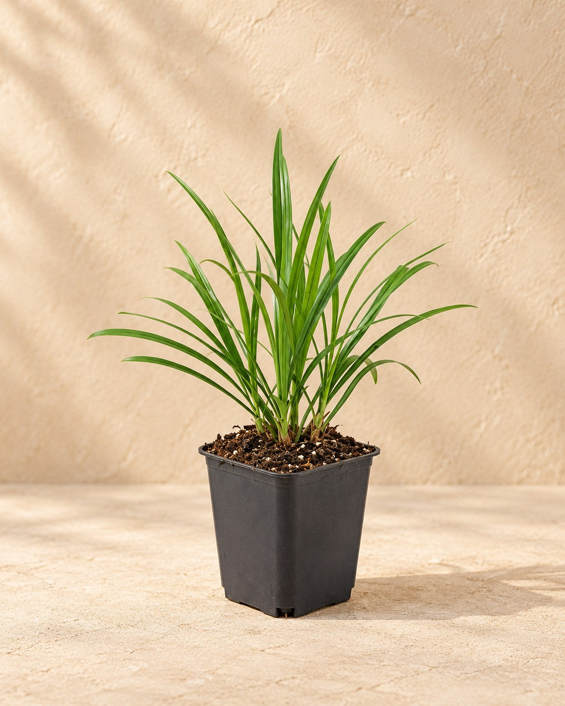 Liriope 'Ingwersen' en pot de culture