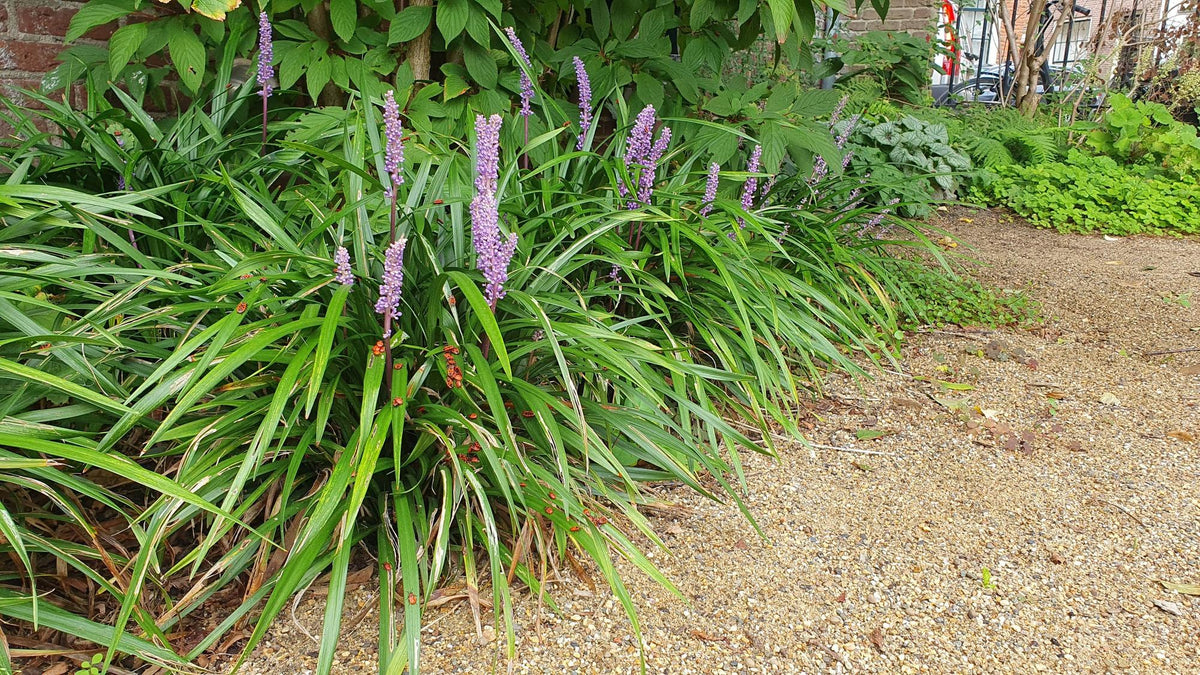 Lilientraube 'Ingwersen' im Garten