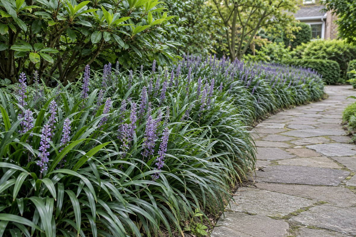 Lilientraube 'Moneymaker' im Garten gepflanzt