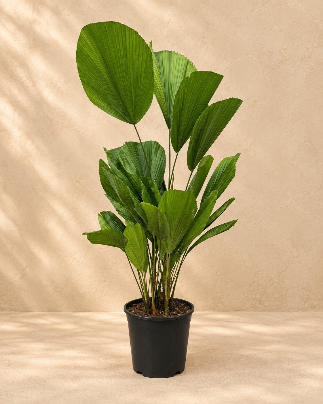 Licuala grandis van 100 cm hoog in kweekpot van 19 cm