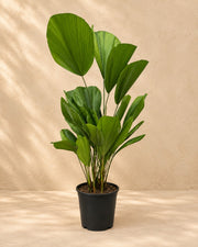 Licuala grandis, 100 cm de altura en maceta de cultivo de 19 cm