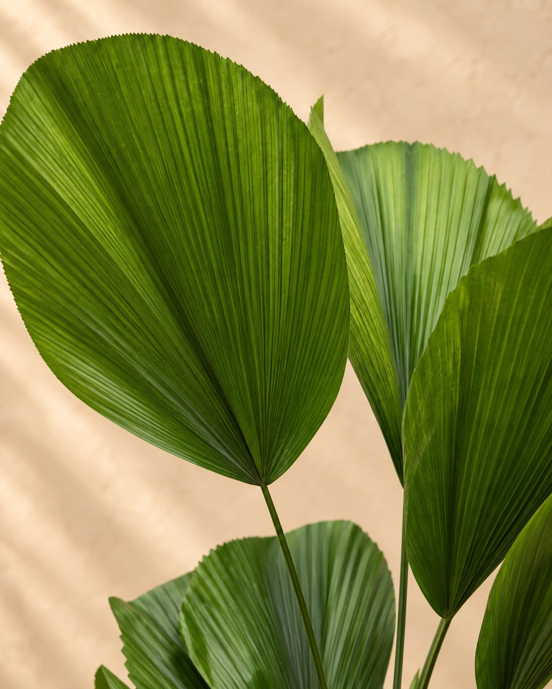 Close-up van het blad van de Licuala grandis
