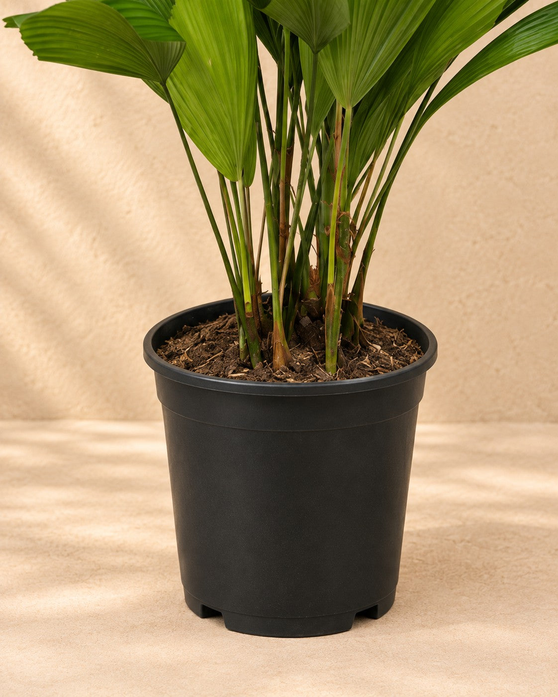 Parte inferior de Licuala grandis con su maceta de cultivo