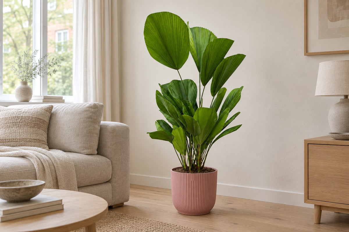 Licuala grandis, 100 cm, en macetero elho Vibes Fold Round roze en un salón luminoso