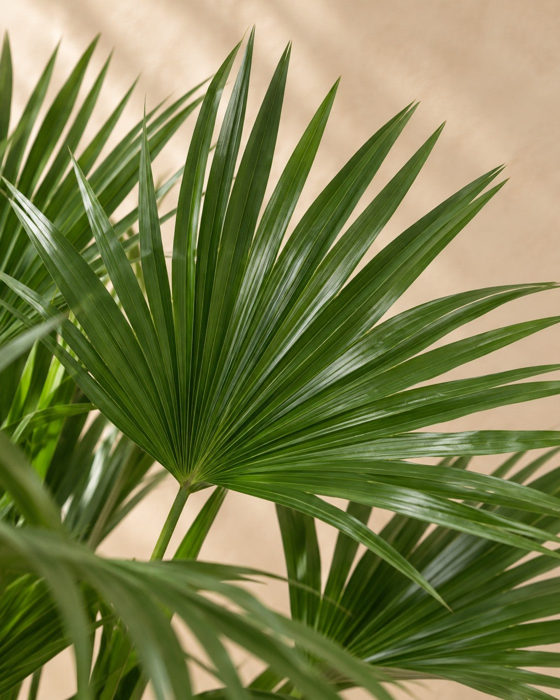 Close-up van het blad van de Livistona chinensis