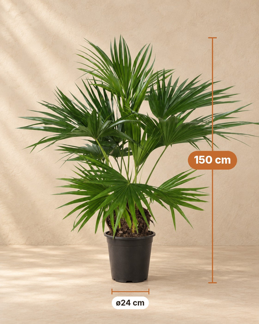 Fächerpalme Livistona chinensis kaufen | 150 cm