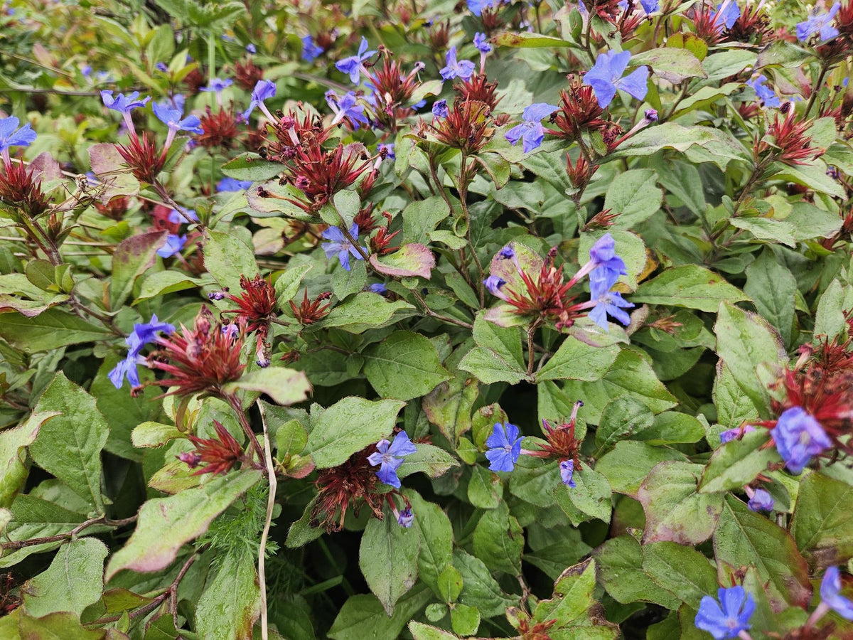Loodkruid in de tuin