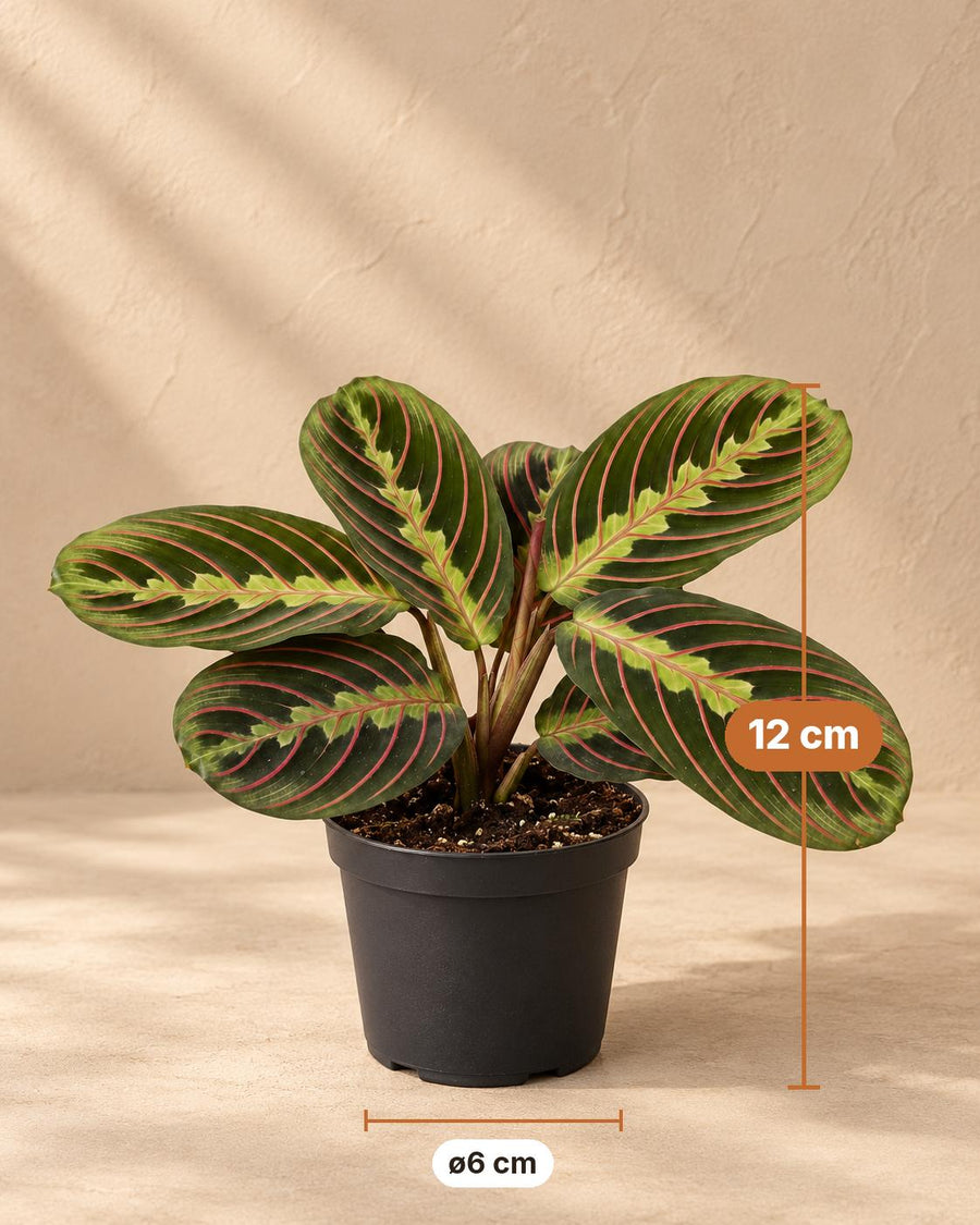 Maranta (Maranta leuconeura 'Fascinator Tricolor') 12 cm wysokości, doniczka ø6 cm