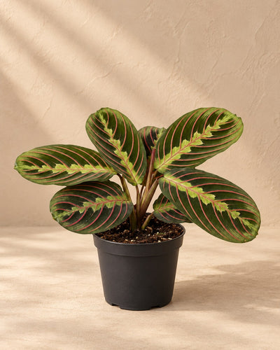 Maranta 12 cm wysokości, doniczka ø6 cm