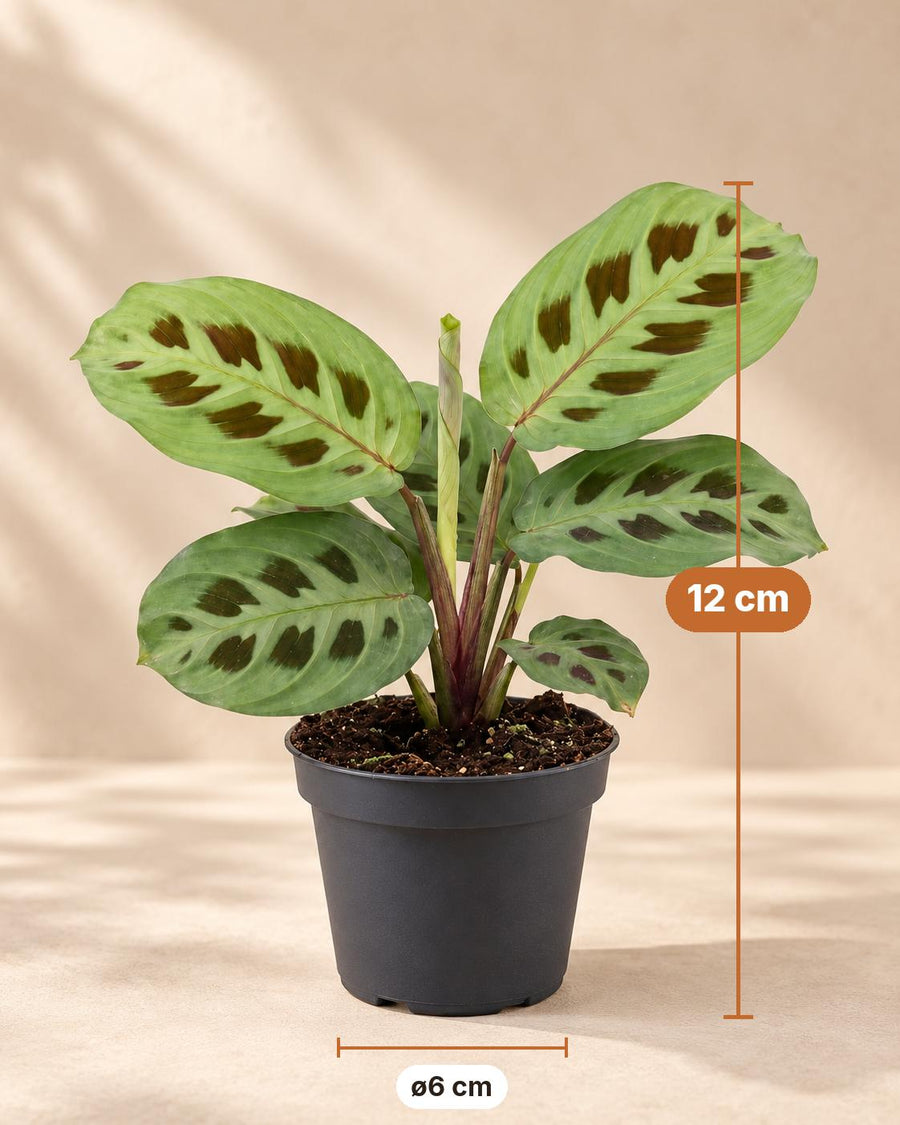 Gebetspflanze (Maranta leuconeura 'Kerchoveana') 12 cm hoch, Topf ø6 cm