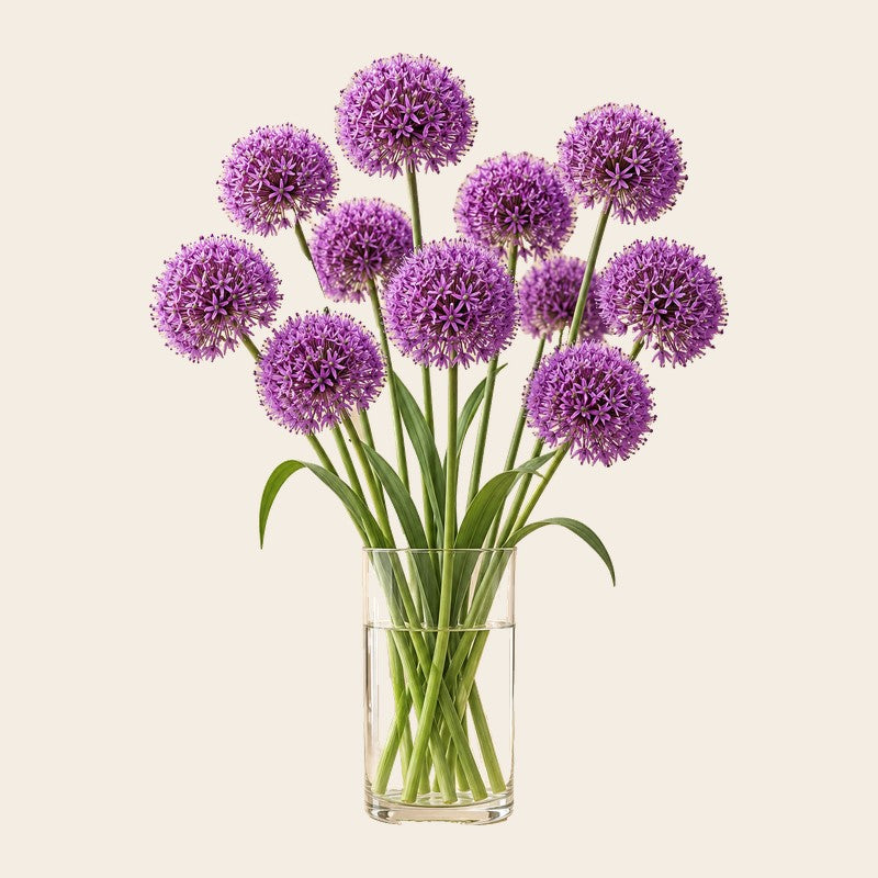 Alliumbollen