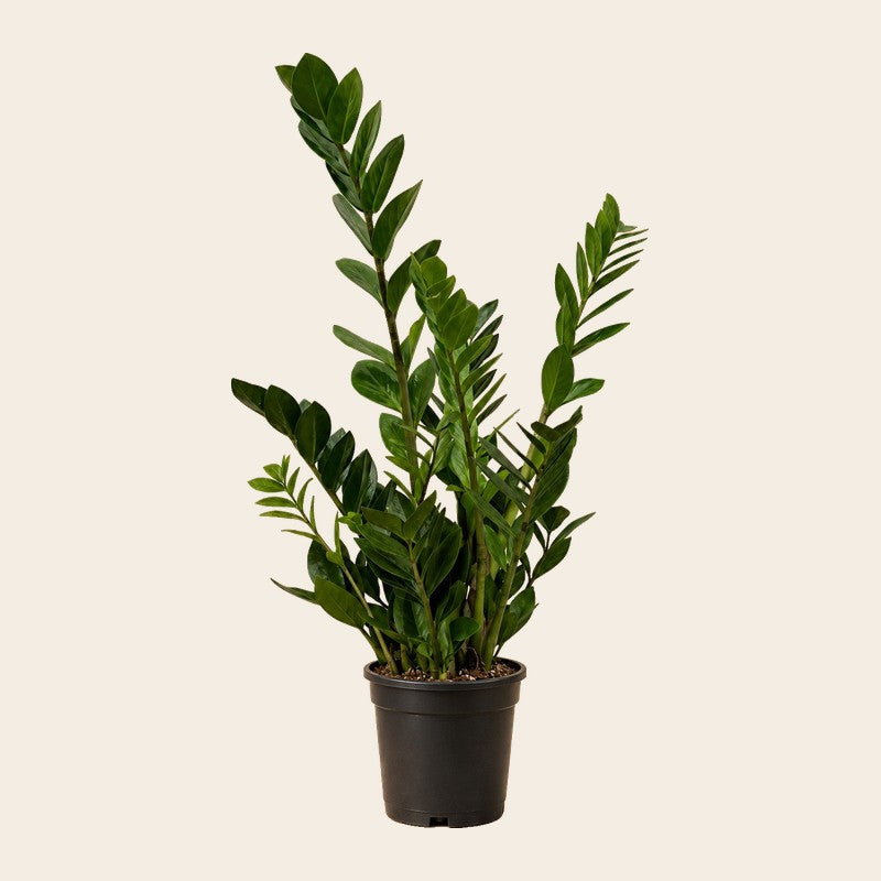 Kantoorplanten