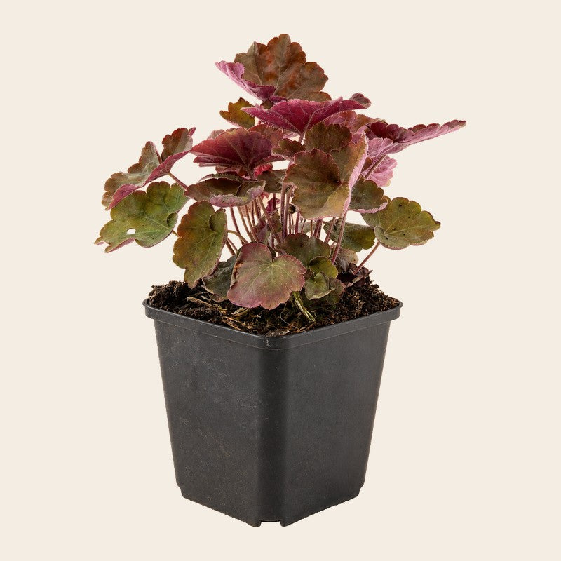 Vaste planten
