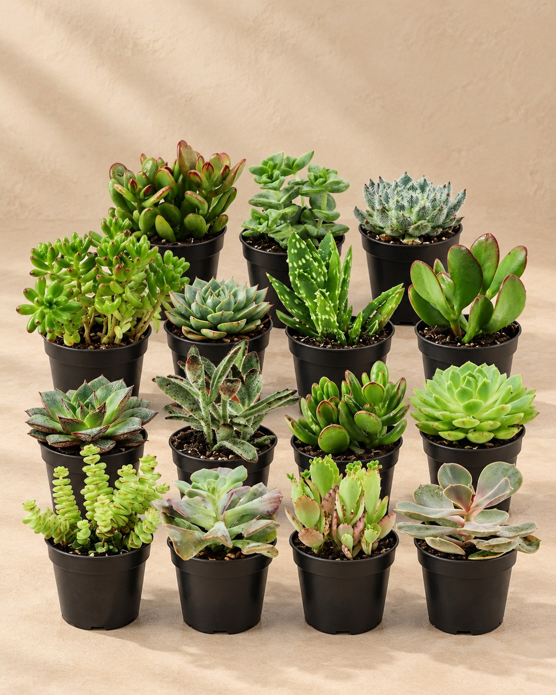 Mini succulenten mix (15 planten, pot ø5,5 cm)