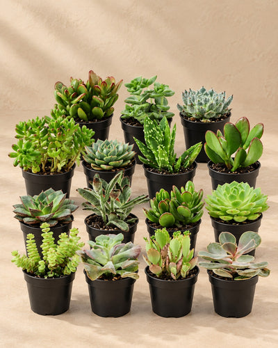 Mini succulenten mix (15 planten, pot ø5,5 cm)