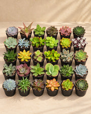 Mini succulenten mix (30 planten, pot ø5,5 cm)